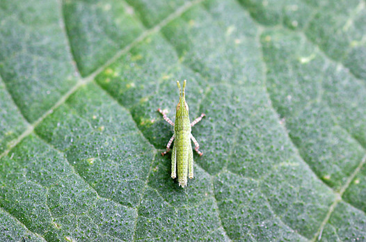 zaki-20130611-onbubata-yochyu.jpg