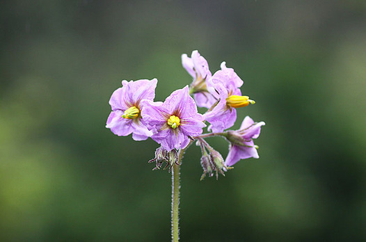 zaki-20130614-jagaimo.jpg