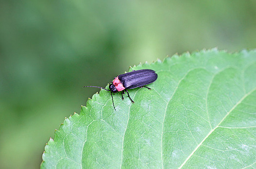 zaki-20130615-genjibotaru.jpg