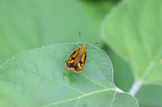 zaki-20130615-kimadaraseseri.jpg