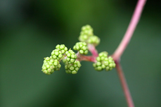 zaki-20130616-ebizuru-tsubomi.jpg