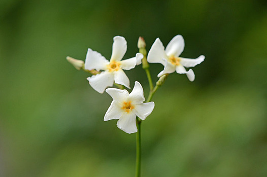 zaki-20130618-teikakazura.jpg