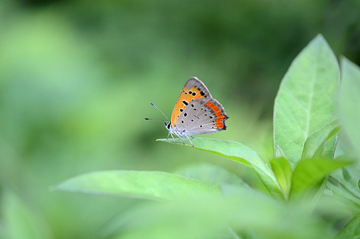 zaki-20130619-benishijimi.jpg
