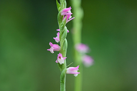 zaki-20130621-nejibana.jpg