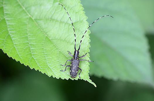 zaki-20130622-kiboshikamikiri.jpg