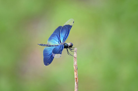 zaki-20130625-chotonbo-osu.jpg