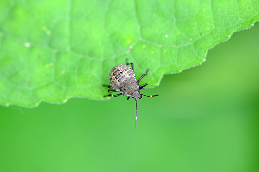 zaki-20130625-kusagikamemushi-yochyu.jpg