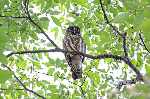 zaki-20130627-aobazuku.jpg