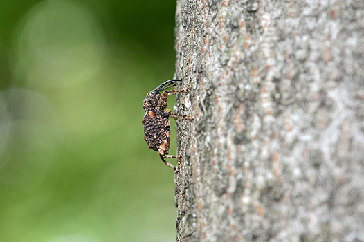 zaki-20130627-madaraashizomushi.jpg