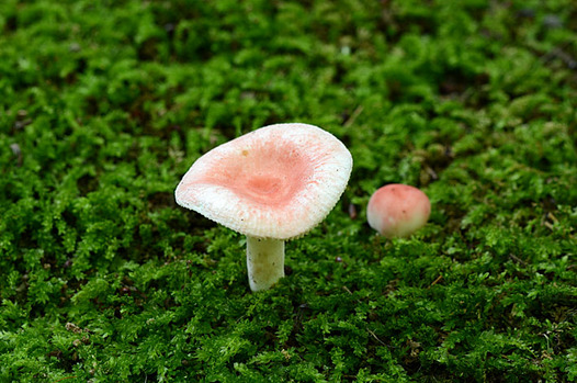 zaki-20130627-nioikobenitake.jpg
