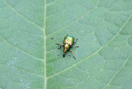 zaki-20130701-dorohamakichokiri.jpg