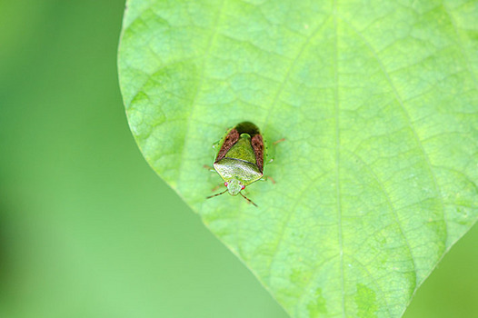 zaki-20130702-chabaneaokamemushi.jpg