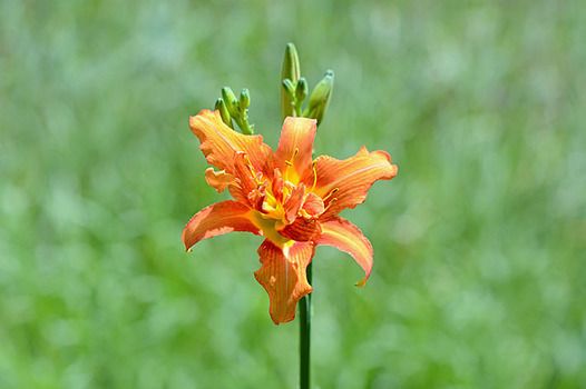 zaki-20130702-yabukanzo.jpg