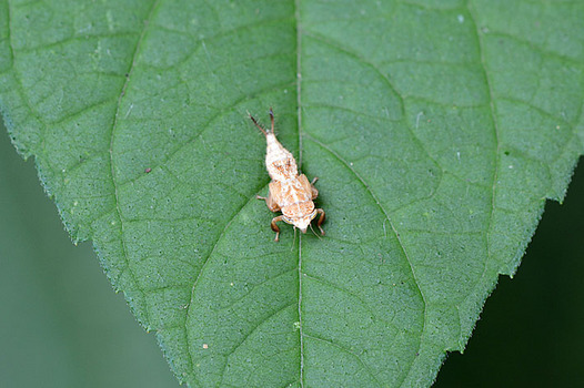 zaki-20130703-buchimyakuyokobai-yochyu.jpg