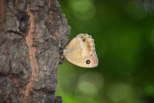 zaki-20130703-janomecho.jpg
