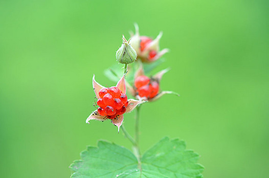 zaki-20130703-nawashiroichigo-mi.jpg