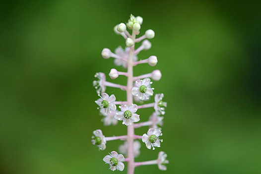 zaki-20130704-yoshuyamagobo.jpg
