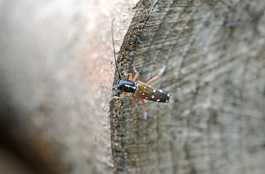 zaki-20130706-shirahoshikamikiri.jpg