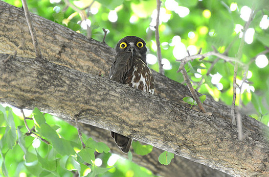 zaki-20130708-aobazuku.jpg