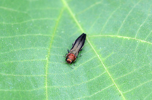 zaki-20130712-keyakinagatamamushi.jpg