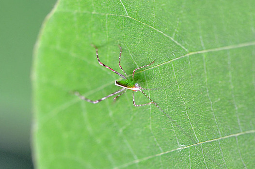 zaki-20130712-kirigirisu-yochu.jpg