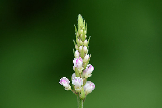 zaki-20130713-fujikanzo.jpg