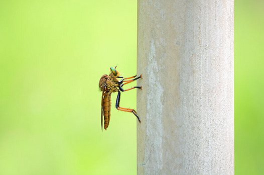 zaki-20130714-aomeabu.jpg