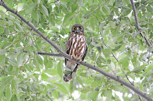 zaki-20130715-aobazuku.jpg
