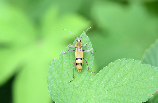 zaki-20130716-futaobimidoritorakamikiri.jpg
