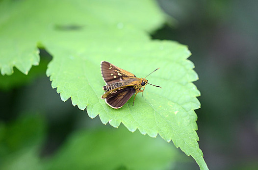 zaki-20130716-kochabaneseseri.jpg