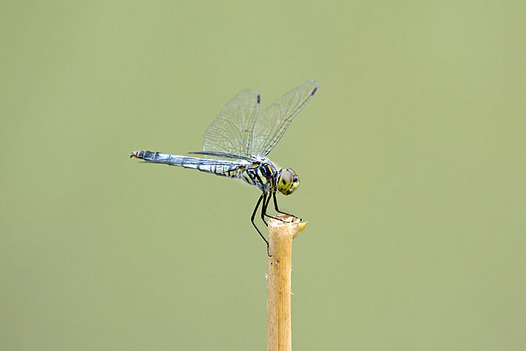 zaki-20130716-kofukitonbo-osu.jpg