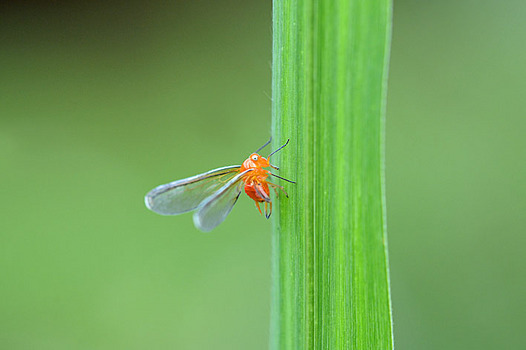 zaki-20130717-akahanenagaunka.jpg