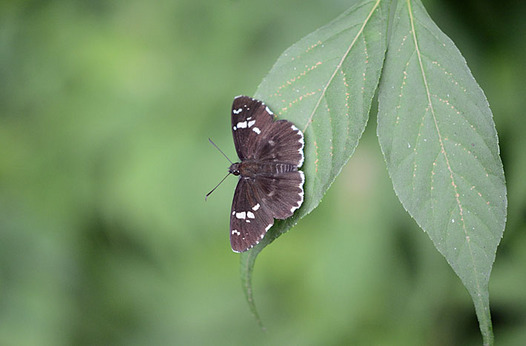zaki-20130720-daimyoseseri.jpg