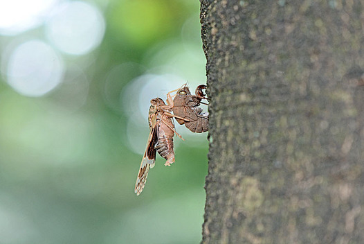 zaki-20130721-ninizemi-uka.jpg