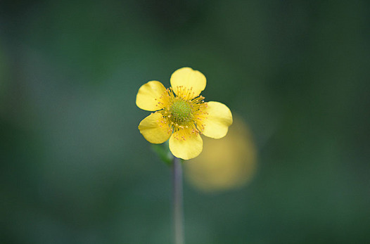 zaki-20130722-daikonso.jpg