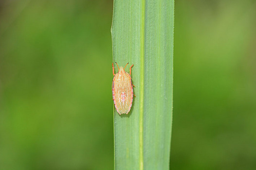 zaki-20130722-ebiirokamemushi-yochyu.jpg