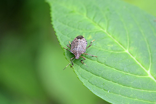 zaki-20130724-kusagikamemushi.jpg