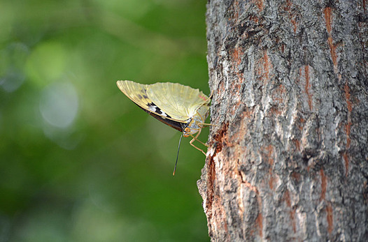 zaki-20130727-oomurasaki.jpg