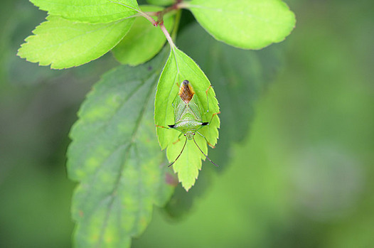 zaki-20130728-togetsunokamemushi.jpg