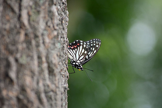 zaki-20130730-akaboshigomadara.jpg