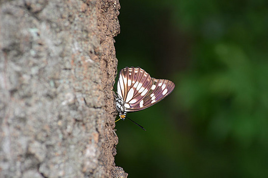 zaki-20130730-gomadaracho.jpg