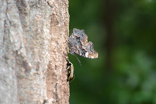zaki-20130801-ruritateha.jpg