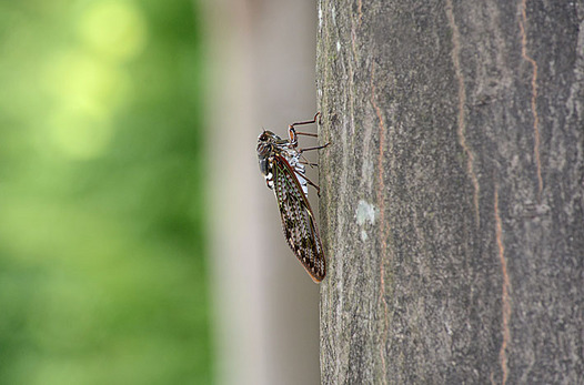 zaki-20130802-aburazemi.jpg