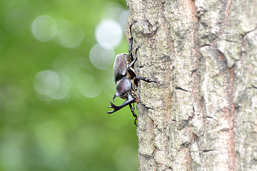 zaki-20130802-kabutomushi.jpg