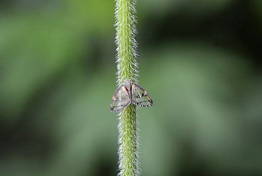 zaki-20130803-sukebahagoromo.jpg