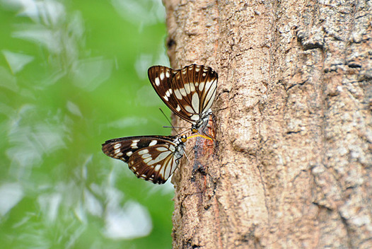 zaki-20130804-gomadaracho.jpg