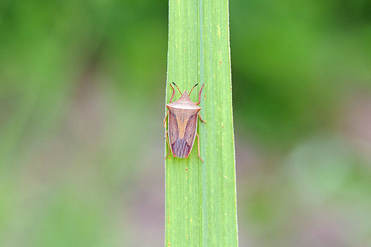 zaki-20130805-ebiirokamemushi.jpg