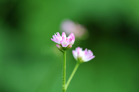 zaki-20130806-mamakonoshirinugui.jpg