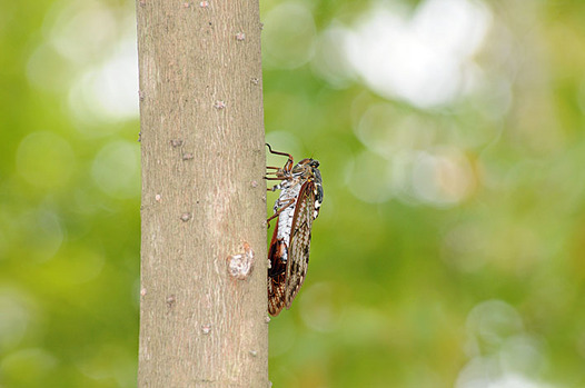 zaki-20130808-aburazemi.jpg