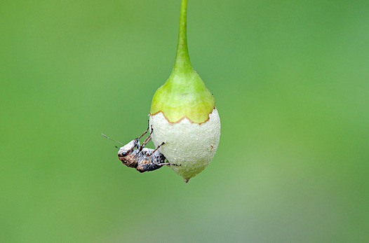 zaki-20130808-egohigenagazomushi.jpg